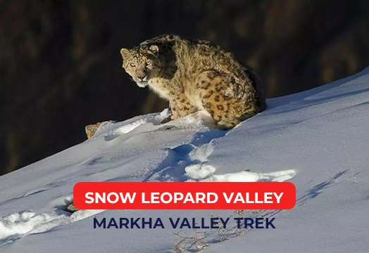 Markha Valley Trek - Snow Leopard Valley 